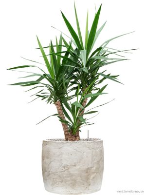 Yucca elephantipes in Baq Algar - Vaxtinredarna.se