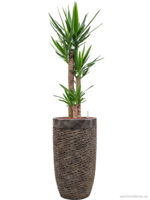 Yucca elephantipes in Baq Luxe Lite Universe Layer - Vaxtinredarna.se