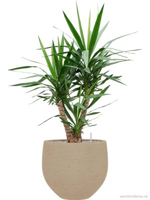 Yucca elephantipes in Rough