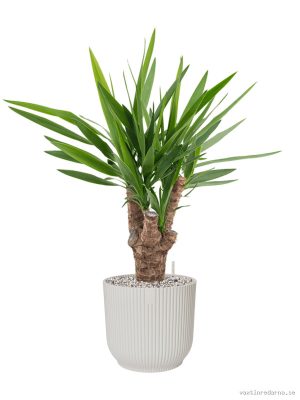 Yucca elephantipes in Vibes Fold - Vaxtinredarna.se