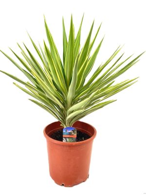 Yucca elephantipes 'Jewel' - Vaxtinredarna.se