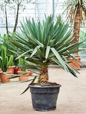 Yucca gloriosa 'Lone Star' - Vaxtinredarna.se