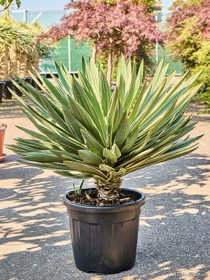 Yucca gloriosa variegata - Vaxtinredarna.se