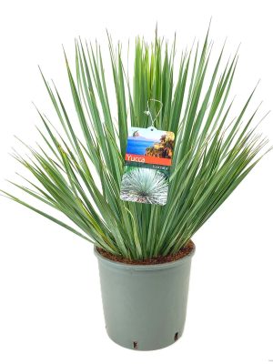 Yucca rostrata - Vaxtinredarna.se