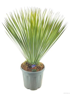 Yucca rostrata - Vaxtinredarna.se