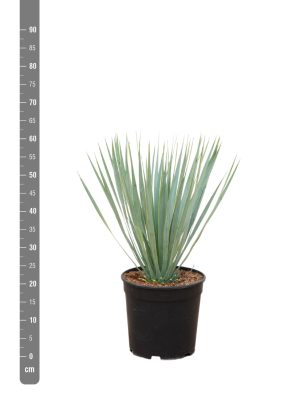 Yucca rostrata - Vaxtinredarna.se