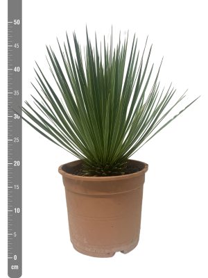Yucca rostrata - Vaxtinredarna.se