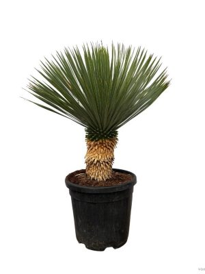 Yucca rostrata - Vaxtinredarna.se