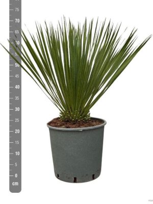 Yucca rostrata - Vaxtinredarna.se