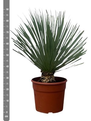 Yucca rostrata - Vaxtinredarna.se