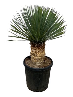Yucca rostrata - Vaxtinredarna.se