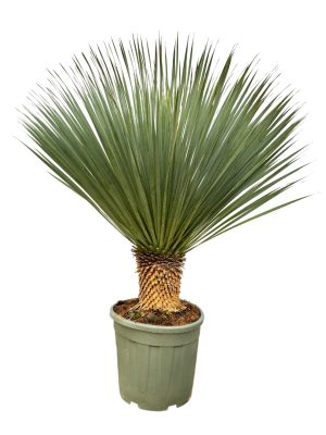 Yucca rostrata - Vaxtinredarna.se