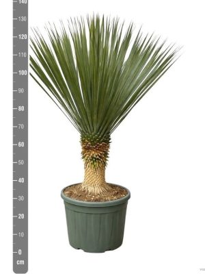 Yucca rostrata - Vaxtinredarna.se
