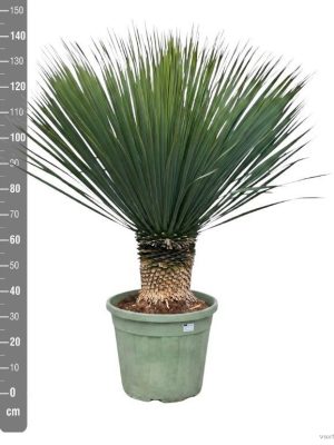 Yucca rostrata - Vaxtinredarna.se