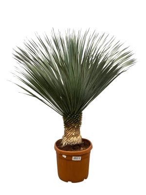 Yucca rostrata - Vaxtinredarna.se