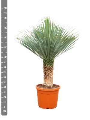 Yucca rostrata - Vaxtinredarna.se