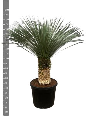 Yucca rostrata - Vaxtinredarna.se