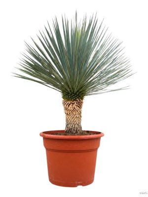 Yucca rostrata - Vaxtinredarna.se
