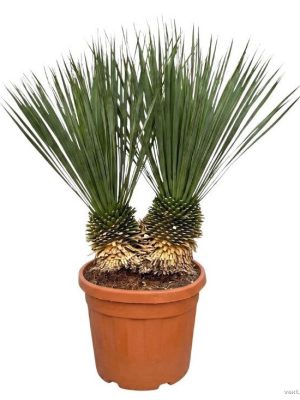 Yucca rostrata - Vaxtinredarna.se