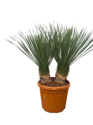 Yucca rostrata - Vaxtinredarna.se
