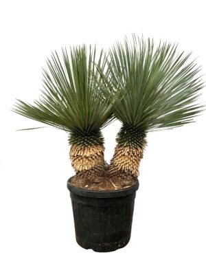 Yucca rostrata - Vaxtinredarna.se