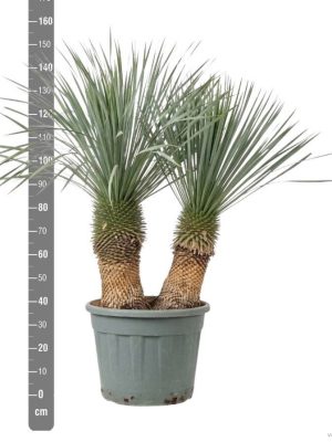 Yucca rostrata - Vaxtinredarna.se