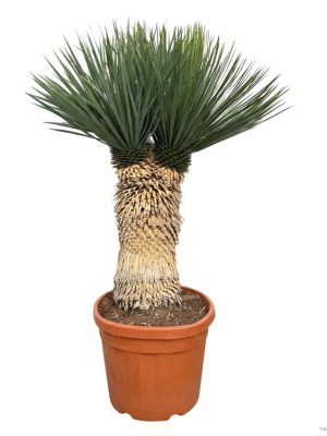 Yucca rostrata