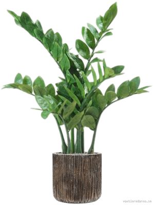 Zamioculcas in Baq Luxe Lite Universe Waterfall - Vaxtinredarna.se