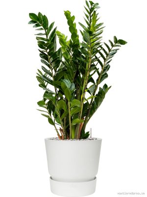 Zamioculcas zamiifolia in Greenville - Vaxtinredarna.se