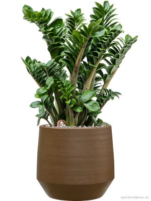 Zamioculcas zamiifolia 'Zenzi' in Chakka - Vaxtinredarna.se