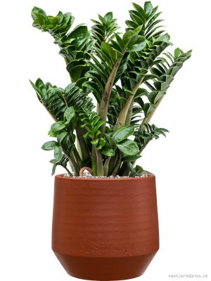 Zamioculcas zamiifolia 'Zenzi' in Chakka - Vaxtinredarna.se