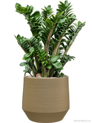 Zamioculcas zamiifolia 'Zenzi' in Chakka - Vaxtinredarna.se