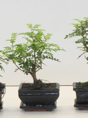 Zanthoxylum piperitum - Vaxtinredarna.se