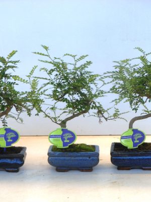 Zanthoxylum piperitum - Vaxtinredarna.se