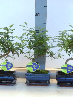 Zanthoxylum piperitum - Vaxtinredarna.se