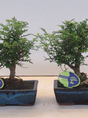 Zanthoxylum piperitum - Vaxtinredarna.se