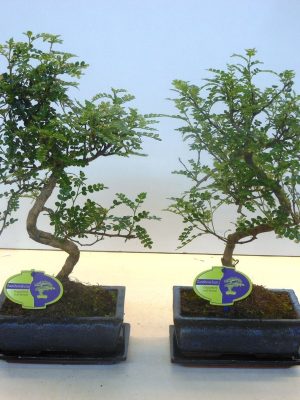 Zanthoxylum piperitum - Vaxtinredarna.se