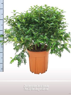 Zanthoxylum piperitum - Vaxtinredarna.se