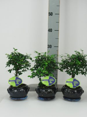 Zelkova parvifolia - Vaxtinredarna.se