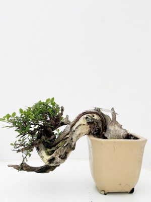 Zelkova parvifolia - Vaxtinredarna.se