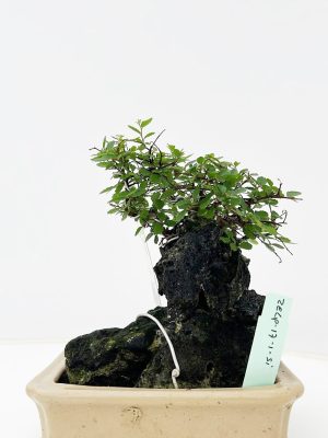 Zelkova parvifolia - Vaxtinredarna.se