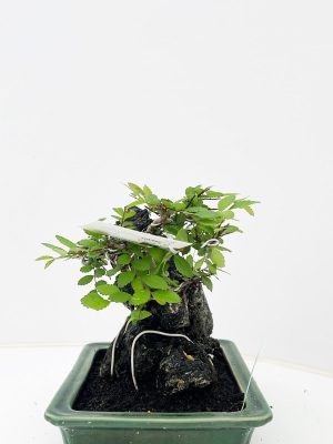 Zelkova parvifolia - Vaxtinredarna.se