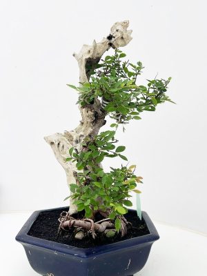 Zelkova parvifolia - Vaxtinredarna.se