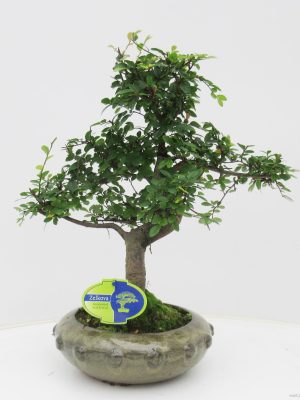 Zelkova parvifolia - Vaxtinredarna.se