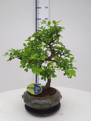 Zelkova parvifolia - Vaxtinredarna.se