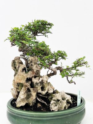 Zelkova parvifolia - Vaxtinredarna.se