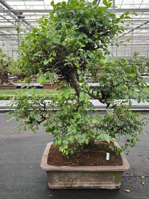 Zelkova parvifolia - Vaxtinredarna.se