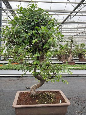 Zelkova parvifolia - Vaxtinredarna.se