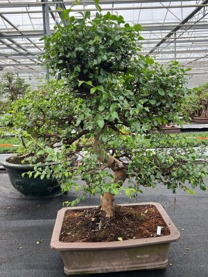 Zelkova parvifolia - Vaxtinredarna.se