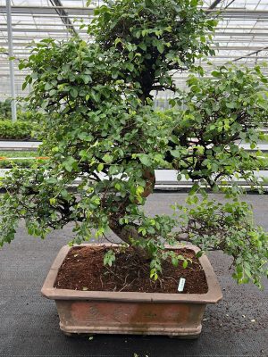 Zelkova parvifolia - Vaxtinredarna.se